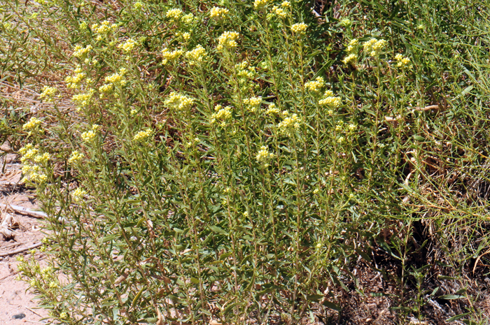 Southern Goldenbush prefers elevations from 1,500 to 5,000 feet (457-1,524 m). Habitat preferences include Creosote (Larrea) and Mesquite (Prosopis) communities. mesas and plains with saline, sandy, clay or alkaline soils, common along roadsides. Isocoma pluriflora